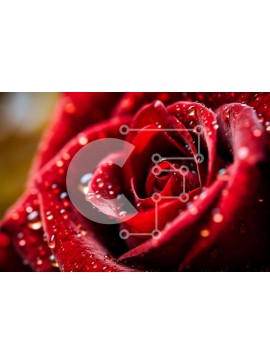 Intra Συλλεκτικό Ξύλινο Παζλ Plywood  4mm - Όμορφο κόκκινο τριαντάφυλλο με σταγονίδια νερού σε πέταλα Σε Ξύλινο Κουτί - Διαστάσεις: 10x10 cm – 25 κομμάτια