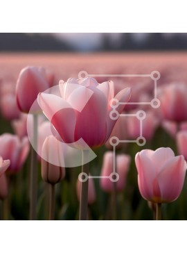 Intra Συλλεκτικό Ξύλινο Παζλ Plywood  4mm - Εκπληκτική εικόνα ενός χωραφιού με ροζ τουλίπες στο ηλιοβασίλεμα Σε Ξύλινο Κουτί - Διαστάσεις: 10x10 cm – 25 κομμάτια