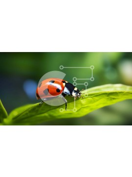 Intra Συλλεκτικό Ξύλινο Παζλ Plywood  4mm - Πασχαλίτσα στο πράσινο φύλλο Σε Ξύλινο Κουτί - Διαστάσεις: 10x10 cm – 25 κομμάτια