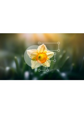 Intra Συλλεκτικό Ξύλινο Παζλ Plywood  4mm - Όμορφο κίτρινο λουλούδι ασφόδελου με ζεστό χρυσό φως του ήλιου Σε Ξύλινο Κουτί - Διαστάσεις: 10x10 cm – 25 κομμάτια