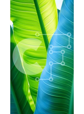 Σετ των 2 Intra Συλλεκτικό Ξύλινο Παζλ Plywood  4mm - Κοντινό πλάνο με πράσινα και μπλε φύλλα μπανάνας Σε Ξύλινο Κουτί - Διαστάσεις: 10x10 cm – 25 κομμάτια