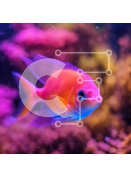 Intra Συλλεκτικό Ξύλινο Παζλ Plywood  4mm - Πολύχρωμα ψάρια που κολυμπούν σε ένα ενυδρείο με κοράλλια και άλλα ψάρια Σε Ξύλινο Κουτί - Διαστάσεις: 10x10 cm – 25 κομμάτια