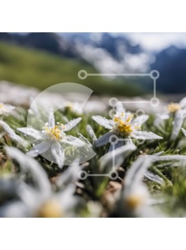 Intra Συλλεκτικό Ξύλινο Παζλ Plywood  4mm - Λευκά λουλούδια σε ένα χορταριασμένο χωράφι με φόντο το βουνό Σε Ξύλινο Κουτί - Διαστάσεις: 10x10 cm – 25 κομμάτια