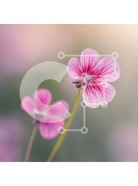 Intra Συλλεκτικό Ξύλινο Παζλ Plywood  4mm - Όμορφα ροζ λουλούδια με μακριά στελέχη Σε Ξύλινο Κουτί - Διαστάσεις: 10x10 cm – 25 κομμάτια