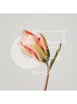 Intra Συλλεκτικό Ξύλινο Παζλ Plywood  4mm - Μονό ροζ λουλούδι τουλίπας που ανθίζει Σε Ξύλινο Κουτί - Διαστάσεις: 10x10 cm – 25 κομμάτια