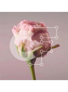 Intra Συλλεκτικό Ξύλινο Παζλ Plywood  4mm - Ζωντανό και όμορφο ροζ τριαντάφυλλο σε πλήρη άνθιση Σε Ξύλινο Κουτί - Διαστάσεις: 10x10 cm – 25 κομμάτια