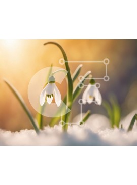 Intra Συλλεκτικό Ξύλινο Παζλ Plywood  4mm - Λουλούδια Snowdrops με ανοιχτά πέταλα σε ένα χιονισμένο τοπίο Σε Ξύλινο Κουτί - Διαστάσεις: 10x10 cm – 25 κομμάτια