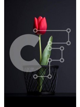 Σετ των 2 Intra Συλλεκτικό Ξύλινο Παζλ Plywood  4mm - Μονό κόκκινο λουλούδι τουλίπας σε μαύρο καλάθι Σε Ξύλινο Κουτί - Διαστάσεις: 10x10 cm – 25 κομμάτια