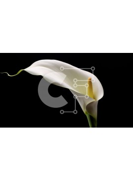 Intra Συλλεκτικό Ξύλινο Παζλ Plywood  4mm - Λευκό Calla Lily σε μαύρο φόντο Σε Ξύλινο Κουτί - Διαστάσεις: 10x10 cm – 25 κομμάτια