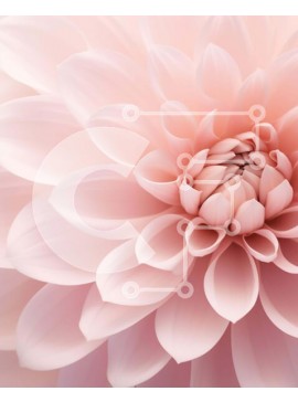 Intra Συλλεκτικό Ξύλινο Παζλ Plywood  4mm - Κοντινό πλάνο ενός ελκυστικού ροζ λουλουδιού Σε Ξύλινο Κουτί - Διαστάσεις: 10x10 cm – 25 κομμάτια