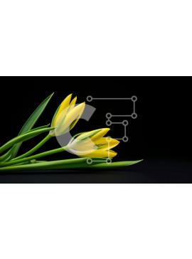 Intra Συλλεκτικό Ξύλινο Παζλ Plywood  4mm - Κίτρινα λουλούδια τουλίπας σε μαύρο φόντο Σε Ξύλινο Κουτί - Διαστάσεις: 10x10 cm – 25 κομμάτια