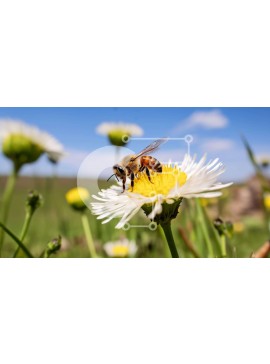 Intra Συλλεκτικό Ξύλινο Παζλ Plywood  4mm - Μέλισσα σε λευκό λουλούδι μαργαρίτας με πράσινο γρασίδι Σε Ξύλινο Κουτί - Διαστάσεις: 10x10 cm – 25 κομμάτια