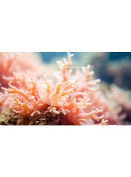 Intra Συλλεκτικό Ξύλινο Παζλ Plywood  4mm - Κοντινό πλάνο του πορτοκαλί κοραλλιού στον ωκεανό Σε Ξύλινο Κουτί - Διαστάσεις: 10x10 cm – 25 κομμάτια