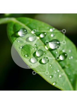 Intra Συλλεκτικό Ξύλινο Παζλ Plywood  4mm - Κοντινό πλάνο σταγονίδια νερού στο πράσινο φύλλο Σε Ξύλινο Κουτί - Διαστάσεις: 10x10 cm – 25 κομμάτια