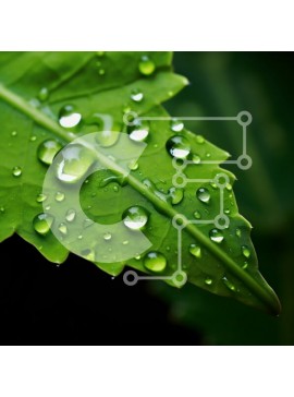 Intra Συλλεκτικό Ξύλινο Παζλ Plywood  4mm - Κοντινό πλάνο ενός φύλλου με σταγονίδια νερού Σε Ξύλινο Κουτί - Διαστάσεις: 10x10 cm – 25 κομμάτια