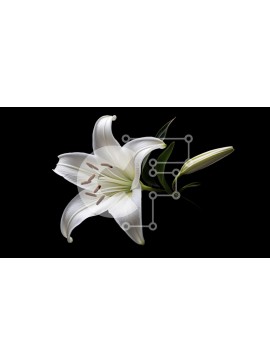 Intra Συλλεκτικό Ξύλινο Παζλ Plywood  4mm - Κομψός λευκός κρίνος σε μαύρο φόντο Σε Ξύλινο Κουτί - Διαστάσεις: 10x10 cm – 25 κομμάτια