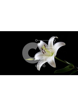 Intra Συλλεκτικό Ξύλινο Παζλ Plywood  4mm - Λευκό λουλούδι κρίνων σε μαύρο φόντο Σε Ξύλινο Κουτί - Διαστάσεις: 10x10 cm – 25 κομμάτια