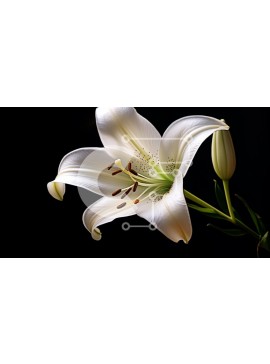 Intra Συλλεκτικό Ξύλινο Παζλ Plywood  4mm - Κομψά ανθισμένος λευκός κρίνος σε σκούρο φόντο Σε Ξύλινο Κουτί - Διαστάσεις: 10x10 cm – 25 κομμάτια