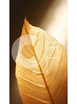 Σετ των 2 Intra Συλλεκτικό Ξύλινο Παζλ Plywood  4mm - Κοντινό πλάνο ενός χρυσού φύλλου Σε Ξύλινο Κουτί - Διαστάσεις: 10x10 cm – 25 κομμάτια