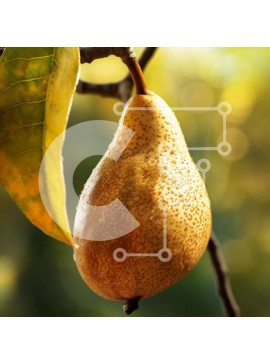 Intra Συλλεκτικό Ξύλινο Παζλ Plywood  4mm - Ώριμο αχλάδι σε δέντρο με αστραφτερά σταγονίδια Σε Ξύλινο Κουτί - Διαστάσεις: 10x10 cm – 25 κομμάτια