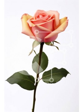 Σετ των 2 Intra Συλλεκτικό Ξύλινο Παζλ Plywood  4mm - Όμορφο ροζ τριαντάφυλλο σε λευκό φόντο Σε Ξύλινο Κουτί - Διαστάσεις: 10x10 cm – 25 κομμάτια