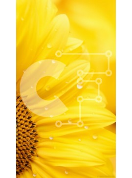 Σετ των 2 Intra Συλλεκτικό Ξύλινο Παζλ Plywood  4mm - Κοντινό πλάνο ενός ηλίανθου με σταγονίδια νερού Σε Ξύλινο Κουτί - Διαστάσεις: 10x10 cm – 25 κομμάτια