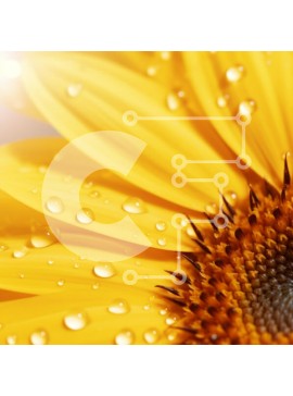 Intra Συλλεκτικό Ξύλινο Παζλ Plywood  4mm - Κοντινό πλάνο ενός ζωντανού ηλίανθου με σταγόνες δροσιάς Σε Ξύλινο Κουτί - Διαστάσεις: 10x10 cm – 25 κομμάτια