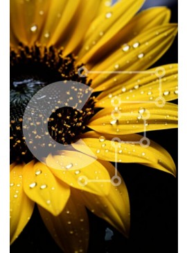 Σετ των 2 Intra Συλλεκτικό Ξύλινο Παζλ Plywood  4mm - Κοντινό πλάνο ενός φρέσκου ηλίανθου με σταγονίδια νερού Σε Ξύλινο Κουτί - Διαστάσεις: 10x10 cm – 25 κομμάτια