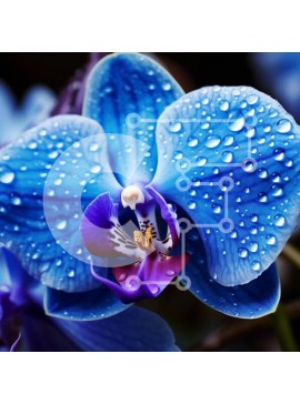 Σετ των 2 Intra Συλλεκτικό Ξύλινο Παζλ Plywood  4mm - Μπλε λουλούδι ορχιδέας με σταγονίδια νερού Σε Ξύλινο Κουτί - Διαστάσεις: 10x10 cm – 25 κομμάτια