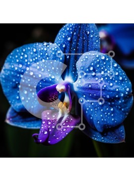 Σετ των 2 Intra Συλλεκτικό Ξύλινο Παζλ Plywood  4mm - Κοντινό πλάνο μιας μπλε ορχιδέας με σταγονίδια νερού Σε Ξύλινο Κουτί - Διαστάσεις: 10x10 cm – 25 κομμάτια