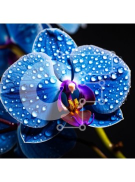 Σετ των 2 Intra Συλλεκτικό Ξύλινο Παζλ Plywood  4mm - Μπλε ορχιδέα με σταγονίδια νερού Σε Ξύλινο Κουτί - Διαστάσεις: 10x10 cm – 25 κομμάτια