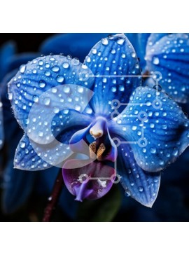 Σετ των 2 Intra Συλλεκτικό Ξύλινο Παζλ Plywood  4mm - Μπλε ορχιδέα με σταγονίδια νερού Σε Ξύλινο Κουτί - Διαστάσεις: 10x10 cm – 25 κομμάτια