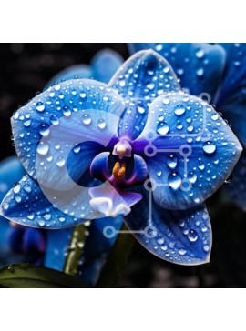 Σετ των 2 Intra Συλλεκτικό Ξύλινο Παζλ Plywood  4mm - Μπλε ορχιδέα με σταγονίδια νερού Σε Ξύλινο Κουτί - Διαστάσεις: 10x10 cm – 25 κομμάτια