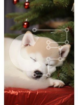 Σετ των 2 Intra Συλλεκτικό Ξύλινο Παζλ Plywood  4mm - Κοιμώμενο κουτάβι Akita κατά τη διάρκεια των διακοπών Σε Ξύλινο Κουτί - Διαστάσεις: 10x10 cm – 25 κομμάτια