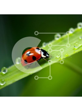 Intra Συλλεκτικό Ξύλινο Παζλ Plywood  4mm - Κοντινό πλάνο Πασχαλίτσα σε πράσινο φύλλο με σταγόνες νερού Σε Ξύλινο Κουτί - Διαστάσεις: 10x10 cm – 25 κομμάτια