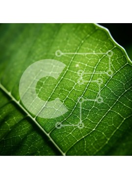 Intra Συλλεκτικό Ξύλινο Παζλ Plywood  4mm - Κοντινό πλάνο ενός πράσινου φύλλου Σε Ξύλινο Κουτί - Διαστάσεις: 10x10 cm – 25 κομμάτια