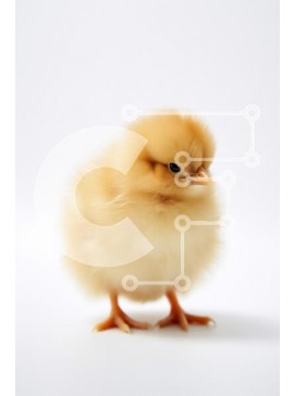 Σετ των 2 Intra Συλλεκτικό Ξύλινο Παζλ Plywood  4mm - Χνουδωτό κίτρινο νεοσσό σε άσπρο φόντο Σε Ξύλινο Κουτί - Διαστάσεις: 10x10 cm – 25 κομμάτια