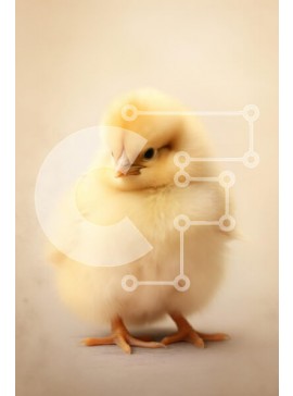 Σετ των 2 Intra Συλλεκτικό Ξύλινο Παζλ Plywood  4mm - Αξιολάτρευτο Yellow Chick Σε Ξύλινο Κουτί - Διαστάσεις: 10x10 cm – 25 κομμάτια