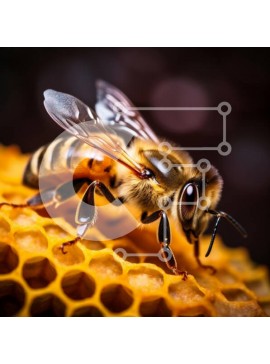 Intra Συλλεκτικό Ξύλινο Παζλ Plywood  4mm - Κοντινό πλάνο μιας μέλισσας στην κηρήθρα Σε Ξύλινο Κουτί - Διαστάσεις: 10x10 cm – 25 κομμάτια