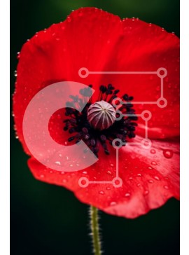 Σετ των 2 Intra Συλλεκτικό Ξύλινο Παζλ Plywood  4mm - Κοντινό πλάνο ενός κόκκινου λουλουδιού παπαρούνας με σταγονίδια νερού Σε Ξύλινο Κουτί - Διαστάσεις: 10x10 cm – 25 κομμάτια