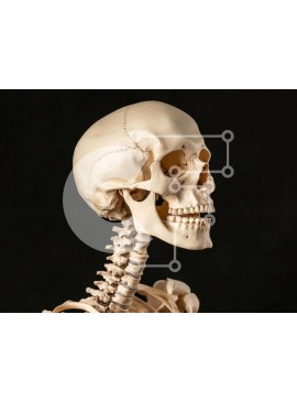 Intra Συλλεκτικό Ξύλινο Παζλ Plywood  4mm - Ανθρώπινος σκελετός σε προβολή προφίλ Σε Ξύλινο Κουτί - Διαστάσεις Puzzle: 10x10 cm – 25 κομμάτια