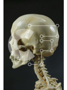 Intra Συλλεκτικό Ξύλινο Παζλ Plywood  4mm - Ανθρώπινο κρανίο και αυχενική σπονδυλική στήλη σε προβολή προφίλ Σε Ξύλινο Κουτί - Διαστάσεις Puzzle: 10x10 cm – 25 κομμάτια