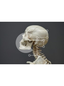 Intra Συλλεκτικό Ξύλινο Παζλ Plywood  4mm - Προφίλ ανθρώπινου σκελετού Σε Ξύλινο Κουτί - Διαστάσεις Puzzle: 10x10 cm – 25 κομμάτια