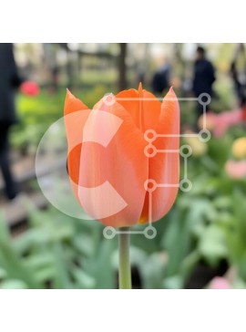 Intra Συλλεκτικό Ξύλινο Παζλ Plywood  4mm - Δονούμενη πορτοκαλί τουλίπα στον κήπο Spring Σε Ξύλινο Κουτί - Διαστάσεις: 10x10 cm – 25 κομμάτια