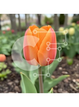 Intra Συλλεκτικό Ξύλινο Παζλ Plywood  4mm - Ζωντανή τουλίπα στην άνθιση Σε Ξύλινο Κουτί - Διαστάσεις: 10x10 cm – 25 κομμάτια