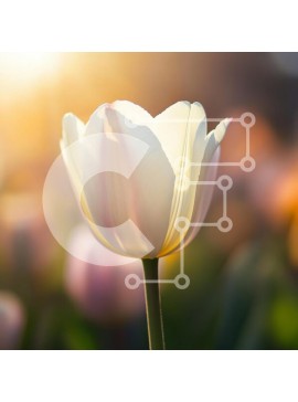 Intra Συλλεκτικό Ξύλινο Παζλ Plywood  4mm - Λευκή τουλίπα στην άνθιση Σε Ξύλινο Κουτί - Διαστάσεις: 10x10 cm – 25 κομμάτια