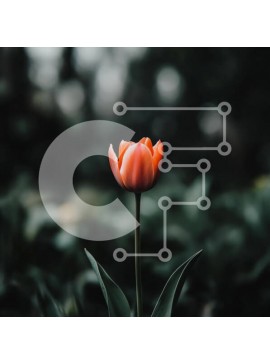 Intra Συλλεκτικό Ξύλινο Παζλ Plywood  4mm - Μονή πορτοκαλί τουλίπα σε σκούρο φόντο Σε Ξύλινο Κουτί - Διαστάσεις: 10x10 cm – 25 κομμάτια