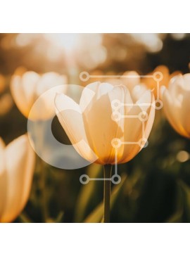 Intra Συλλεκτικό Ξύλινο Παζλ Plywood  4mm - Κοντινό πλάνο μιας λευκής τουλίπας στο φως του ήλιου Σε Ξύλινο Κουτί - Διαστάσεις: 10x10 cm – 25 κομμάτια