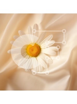 Σετ των 2 Intra Συλλεκτικό Ξύλινο Παζλ Plywood  4mm - Λευκή Μαργαρίτα σε σατέν ύφασμα Σε Ξύλινο Κουτί - Διαστάσεις: 10x10 cm – 25 κομμάτια