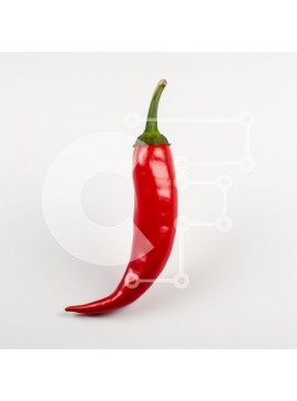 Σετ των 2 Intra Συλλεκτικό Ξύλινο Παζλ Plywood  4mm - Ζωντανό κόκκινο πιπέρι τσίλι σε λευκό φόντο Σε Ξύλινο Κουτί - Διαστάσεις: 10x10 cm – 25 κομμάτια